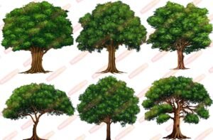 PSD Tree Bundle (Pack of 35) with PNG