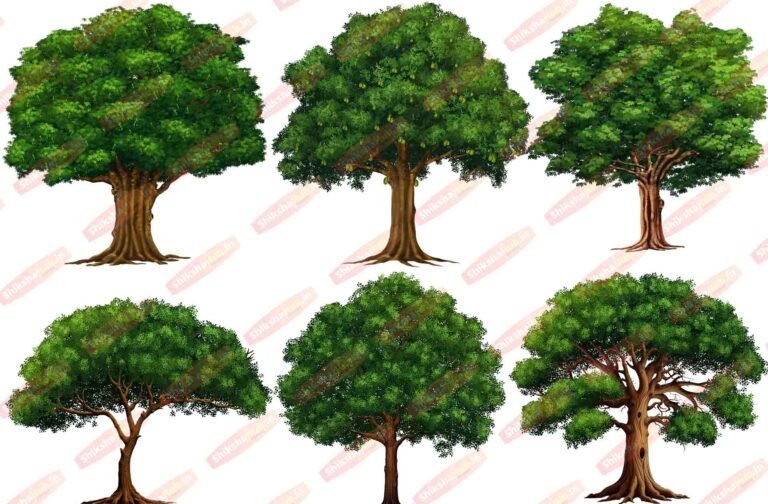PSD Tree Bundle (Pack of 35) with PNG